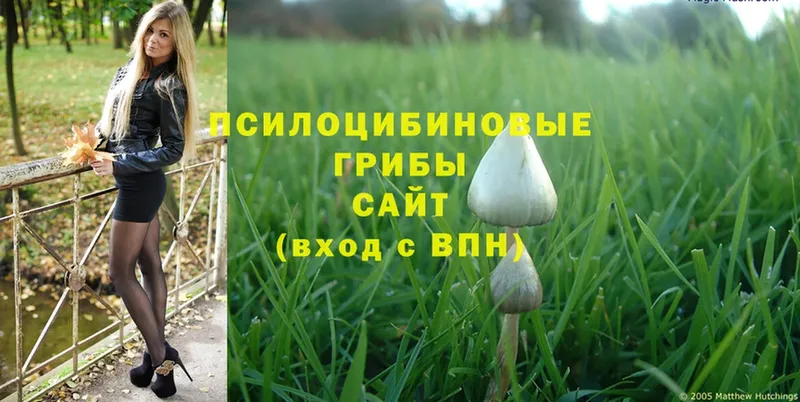 Псилоцибиновые грибы Magic Shrooms  hydra как зайти  Каменногорск 